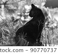 a black domestic or stray cat. a photo. black and white 90770737