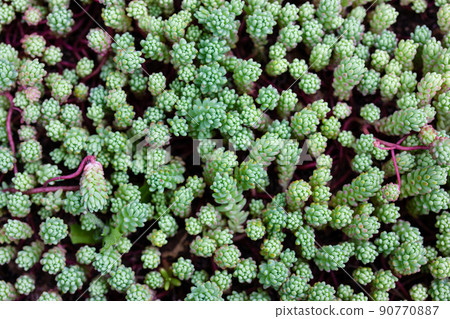 Sedum hispanicum blue carpet background top view. Growing sedum rubrotinctum jelly bean plant. Succulent natural foliage carpet view from above. Tight evergreen silvery blue foliage in summer garden. Sedum hispanicum blue carpet background top view. Growing sedum rubrotinctum jelly bean plant. Succulent natural foliage carpet view from above. Tight evergreen silvery blue foliage in summer garden. 90770887