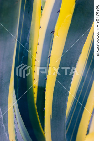 Striped green yellow leaves of Agave americana. Exotic plant in botanical garden Striped green yellow leaves of Agave americana. Exotic plant in botanical garden 90770906