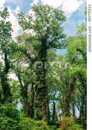 tall trees in a subtropical liana forest tall trees in a subtropical liana forest 90770915