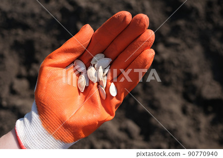 Palm in protective glove full of bean seeds on a background of black earth. The concept of harvest, sowing company or agriculture. Palm in protective glove full of bean seeds on a background of black earth. The concept of harvest, sowing company or agriculture. 90770940