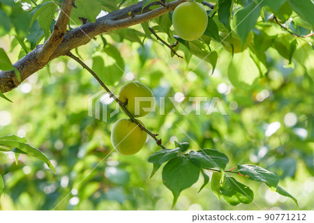 Plum tree on tree Plum tree on tree 90771212
