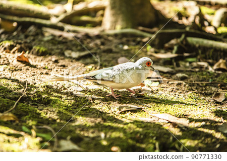 埼玉縣越谷市坎貝爾鎮野鳥林 Diamond Dove 埼玉縣越谷市坎貝爾鎮野鳥林 Diamond Dove 90771330