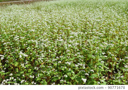 蕎麥田小白花 90771678