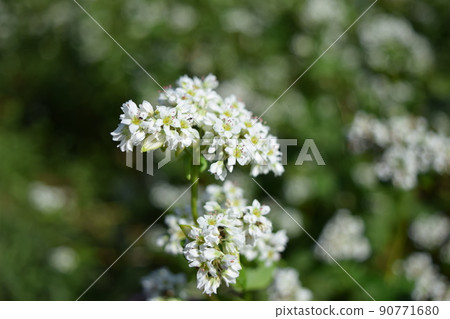 蕎麥田小白花 蕎麥田小白花 90771680