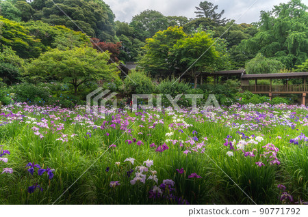 千葉縣柏市本堂寺初夏 繡球花、睡蓮和鳶尾花的景觀 90771792