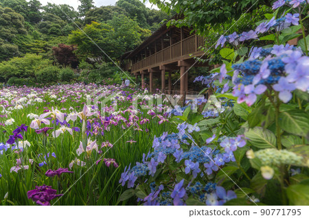 Early summer at Hondoji Temple in Kashiwa City, Chiba Prefecture A landscape with hydrangea, water lilies and irises 90771795