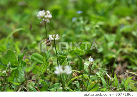 白三葉草和蜜蜂 90771963