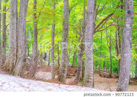 [Early summer material] Fresh green beech forest [Nagano Prefecture] 90772123