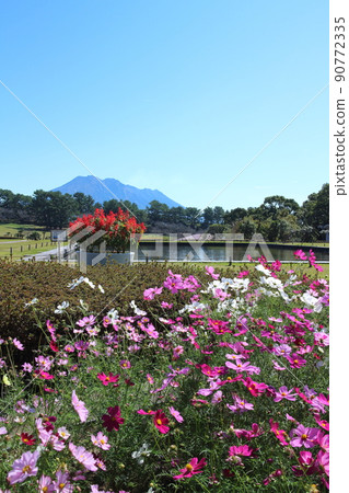The view of Sakurajima beyond the cosmos 90772335