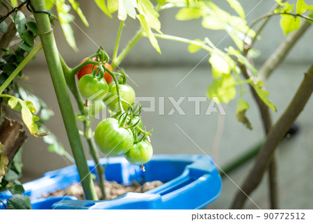 花園 花園 生長 土壤 番茄 廚房花園 蔬菜 蔬菜 愛好 愛好 菜園 容易 90772512