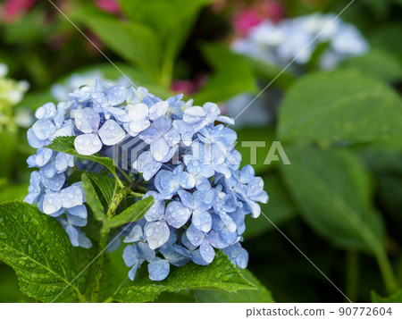 繡球花與雨濕 繡球花與雨濕 90772604