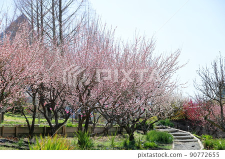 春梅園梅花盛開 春梅園梅花盛開 90772655