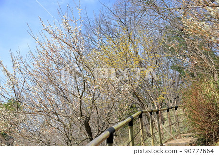 三水之花 三水之花 90772664