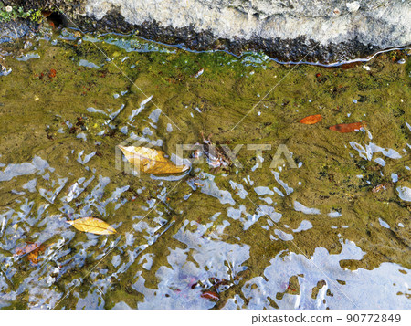 Sawa crab that lives in the waterway Sawa crab that lives in the waterway 90772849
