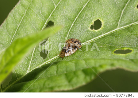 Copulation of Achyranthes bidentata Copulation of Achyranthes bidentata 90772943