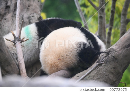 Baby twin panda playing on a tree Baby twin panda playing on a tree 90772975
