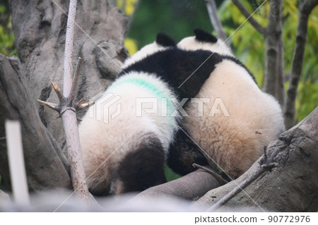 Baby twin panda playing on a tree Baby twin panda playing on a tree 90772976