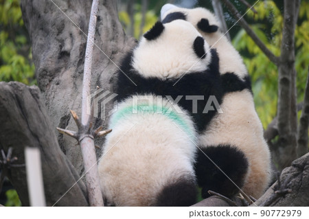 Baby twin panda playing on a tree Baby twin panda playing on a tree 90772979