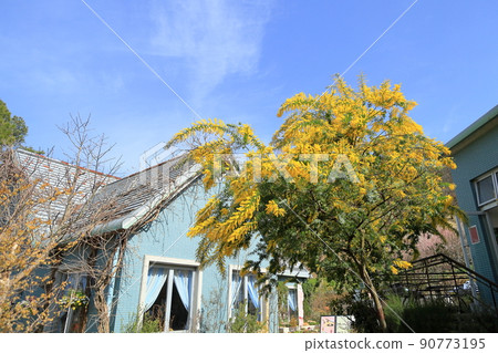 含羞草相思花 90773195