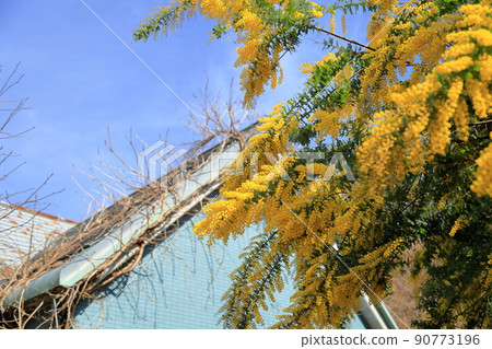 Mimosa acacia flower 90773196