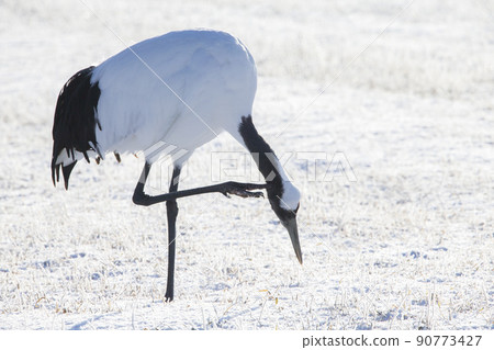 Dandoral cranes 90773427