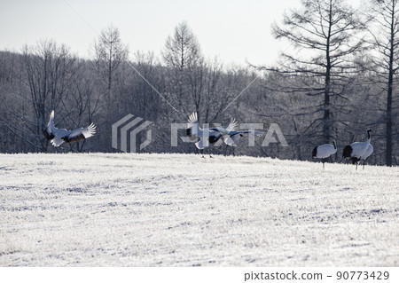 Dandoral cranes 90773429