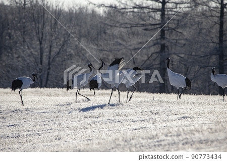 Dandoral cranes 90773434