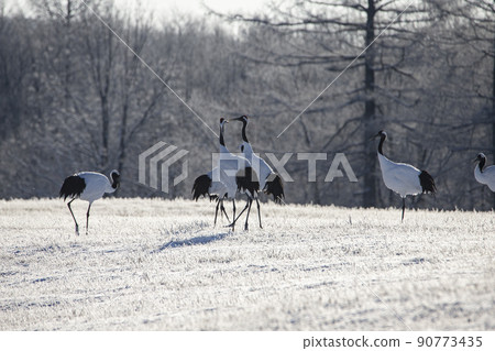 Dandoral cranes 90773435