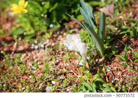 Crocus flower 90773572