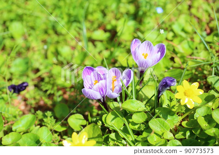 Crocus flower Crocus flower 90773573
