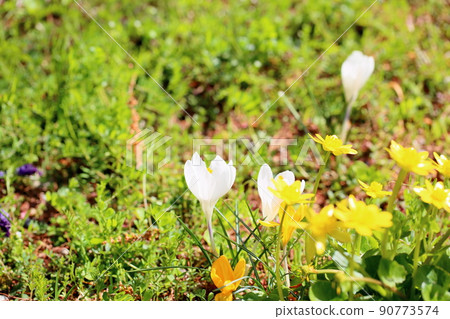 Crocus flower 90773574