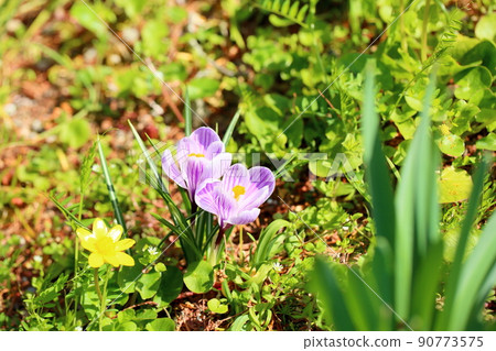 Crocus flower 90773575
