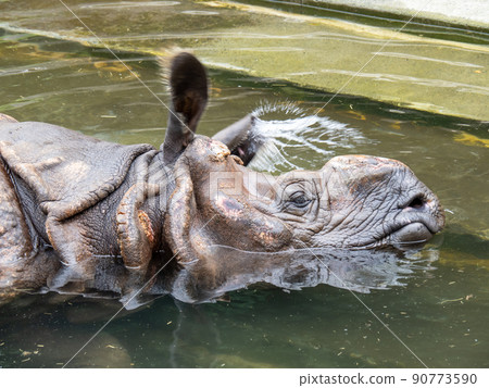 Indian rhino that is submerged in water. Indian rhino that is submerged in water. 90773590