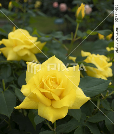 黃玫瑰安東尼·梅爾 90774493