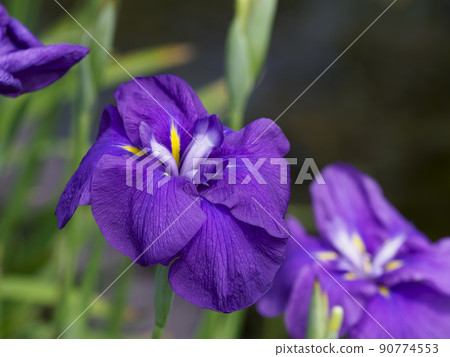 開花在植物園的鳶尾屬ensata 90774553