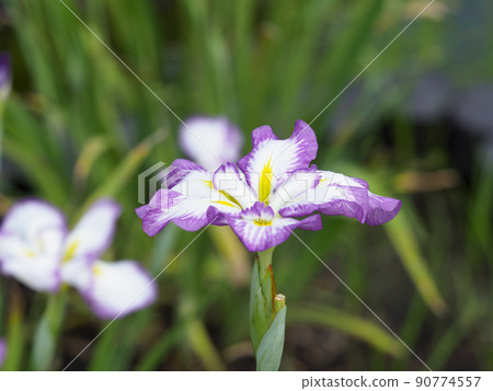 開花在植物園的鳶尾屬ensata 90774557
