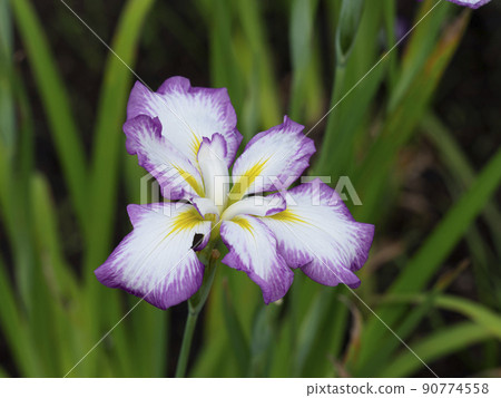 開花在植物園的鳶尾屬ensata 90774558