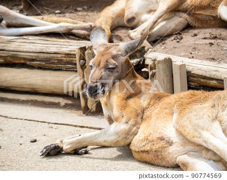 紅袋鼠。 紅袋鼠。 90774569