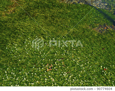 Jizo River and plum blossom algae in Samegai-juku Jizo River and plum blossom algae in Samegai-juku 90774604
