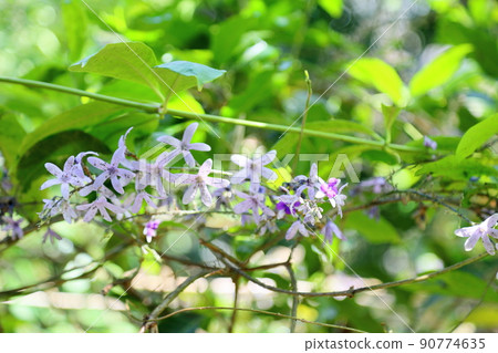 Murasaki Tsukubane Kazura's Flower 90774635