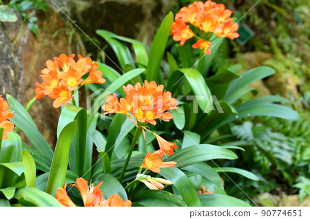Kunsiran flowers 90774651