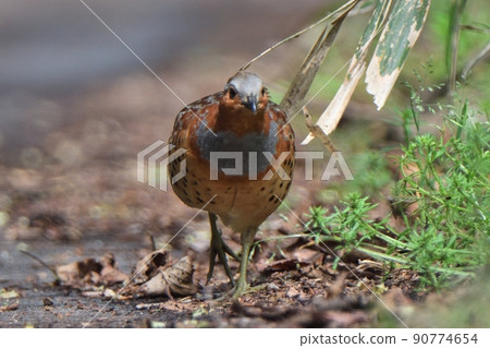 Bamboo partridge walking on the ground 90774654