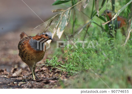 Bamboo partridge walking on the ground 90774655