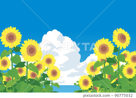 Sunflower field and summer sky Sunflower field and summer sky 90775032