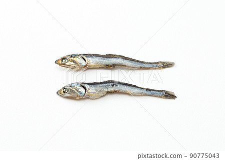 Niboshi 白色背景 90775043