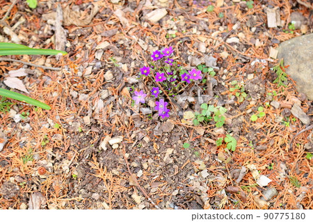 著名植物之花 90775180