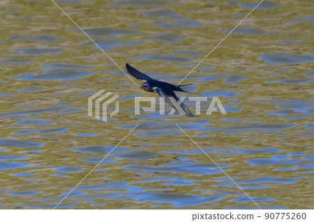 Swallows flying on the surface of the water Swallows flying on the surface of the water 90775260