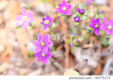 Flower of Famous Plants Flower of Famous Plants 90775275