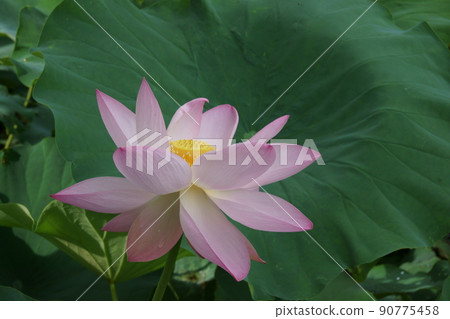 一朵蓮花 90775458